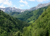 Forest in spring with mountainscape in background 